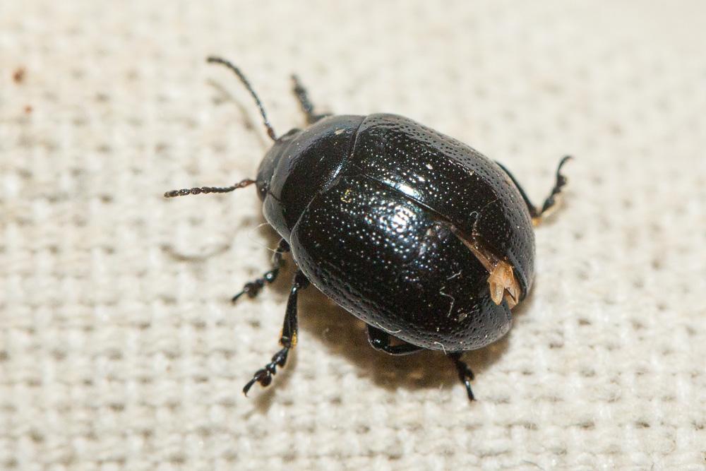 Chrysomèle violette Chrysolina haemoptera (Linnaeus, 1758)