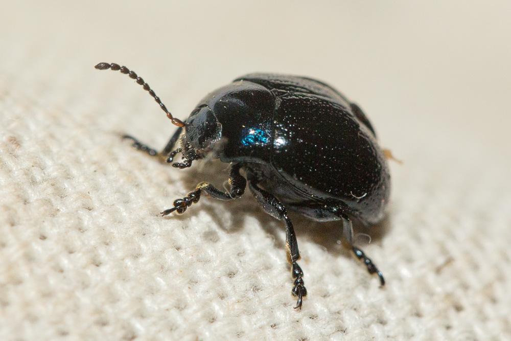 Chrysomèle violette Chrysolina haemoptera (Linnaeus, 1758)