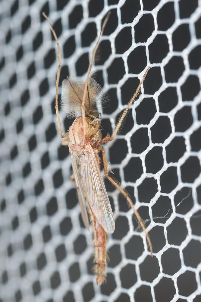 Chironome plumosus Chironomus plumosus (Linnaeus, 1758)