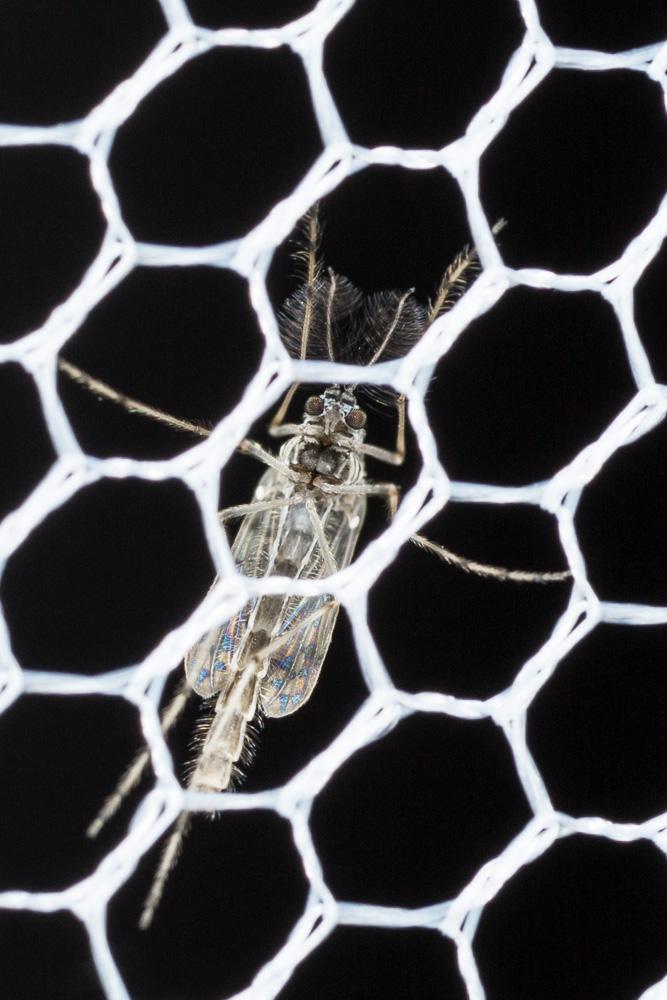 Chironome plumosus Chironomus plumosus (Linnaeus, 1758)