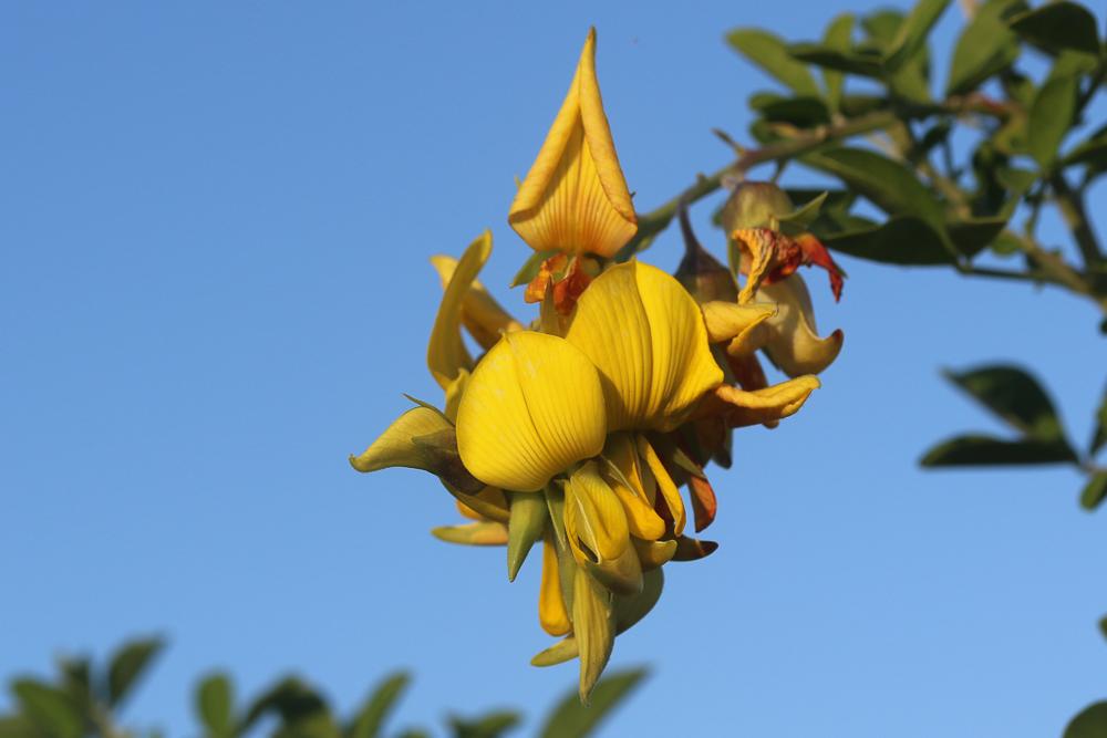 Crotalaria capensis Jacq., 1776