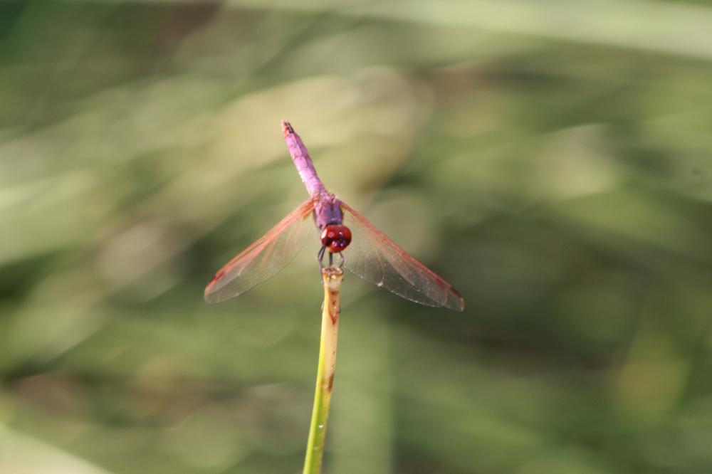 Trithémis annelé (Le) Trithemis annulata (Palisot de Beauvois, 1807)