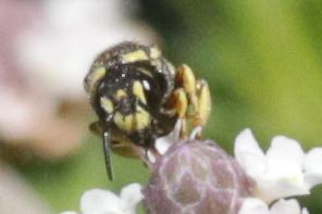  Stelis signata (Latreille, 1809)