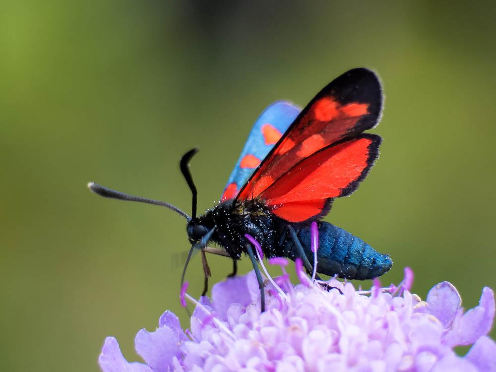 Zygène transalpine (La) Zygaena transalpina (Esper, 1780)
