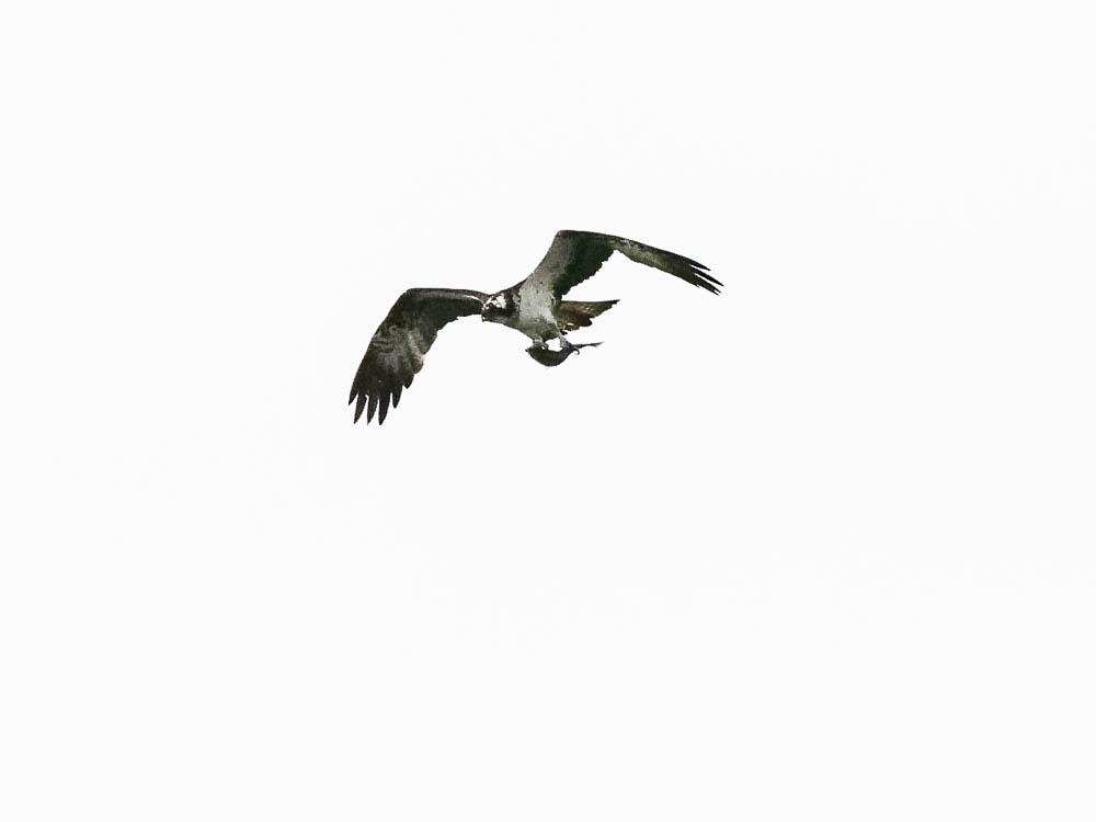 Balbuzard pêcheur Pandion haliaetus (Linnaeus, 1758)