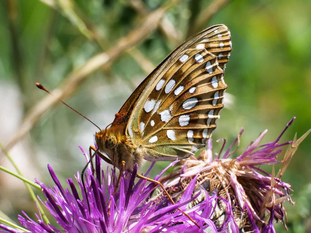 Grand Nacré (Le), Aglaé (L'), Moyen-Nacré (Le) Speyeria aglaja (Linnaeus, 1758)