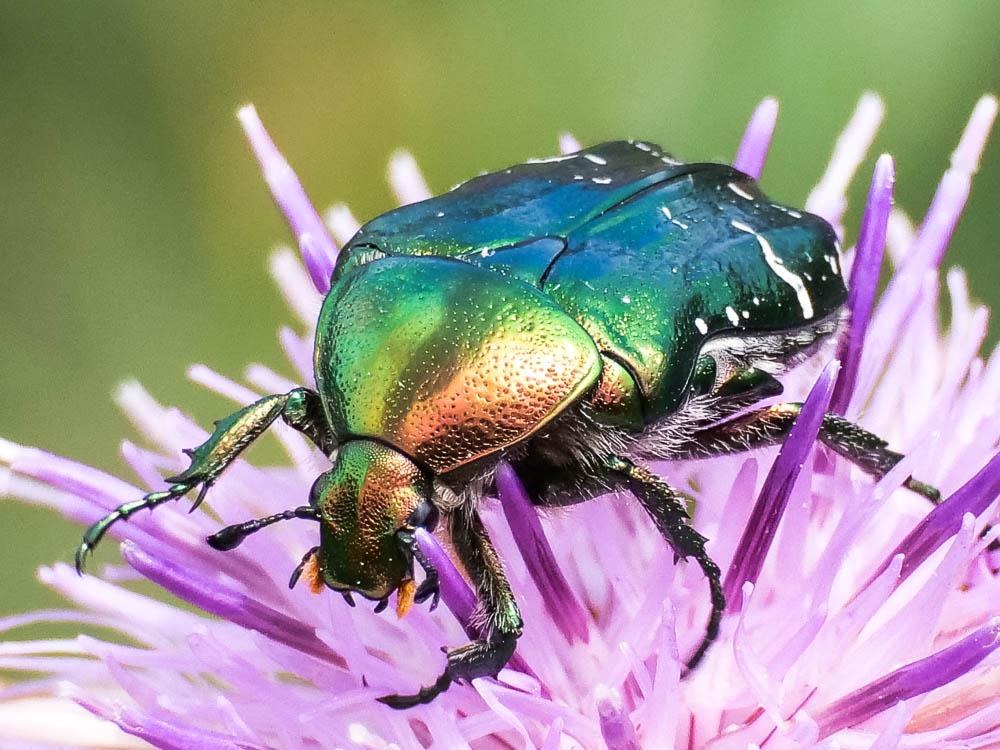 Cétoine dorée (la), Hanneton des roses Cetonia aurata (Linnaeus, 1758)