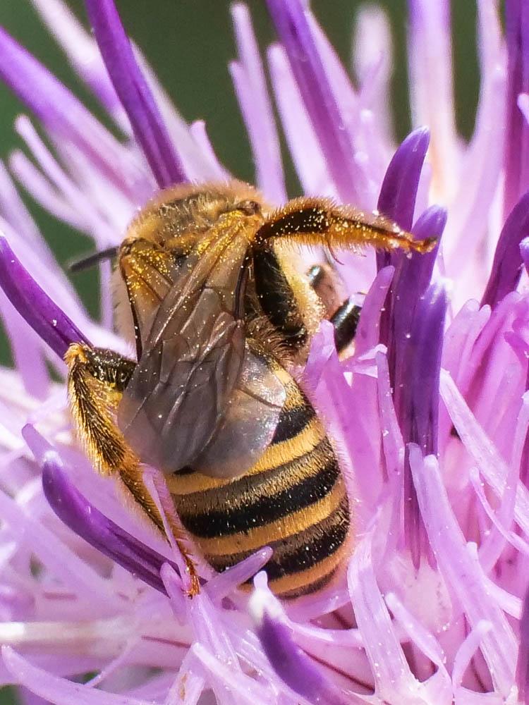 Halictus scabiosae (Rossi, 1790)