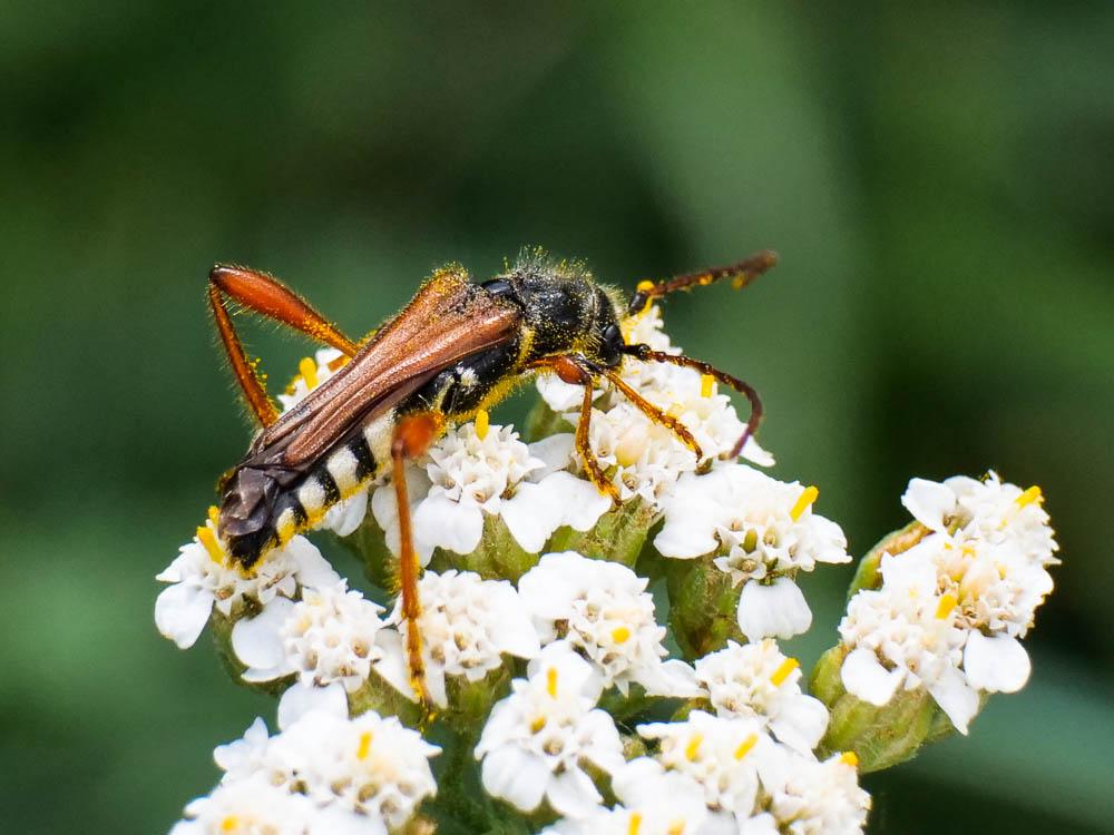 Sténoptère roux Stenopterus rufus (Linnaeus, 1767)