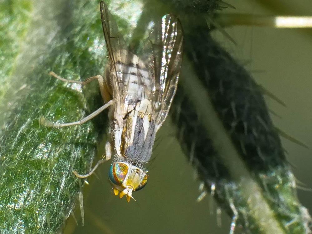 Terellia longicauda (Meigen, 1838)