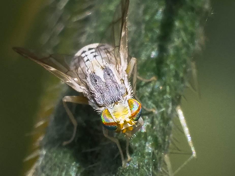 Terellia longicauda (Meigen, 1838)