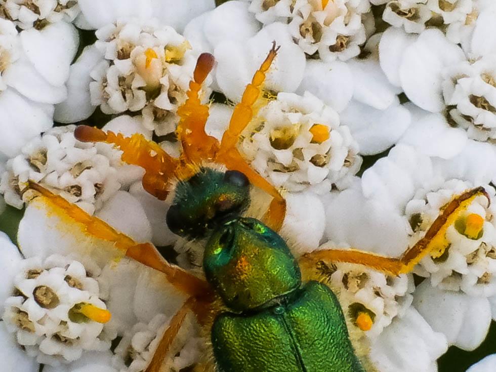  Cerocoma schaefferi (Linnaeus, 1758)