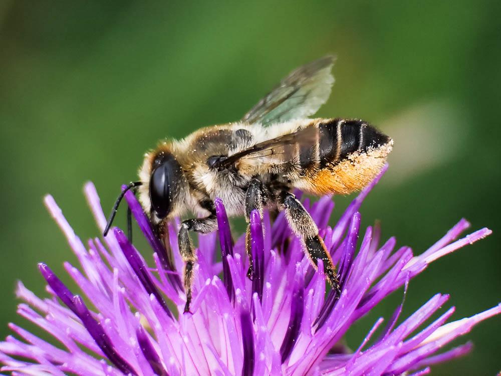 Megachile maritima (Kirby, 1802)