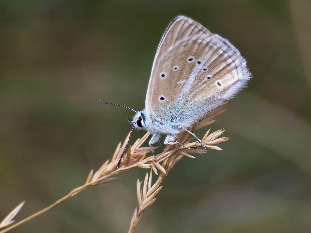 Sablé de la Luzerne (Le), Argus bleu clair (L') Polyommatus dolus (Hübner, 1823)