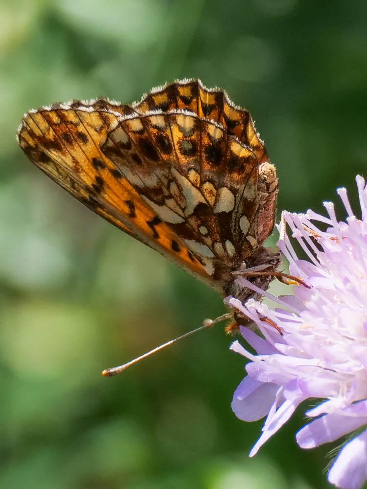 Petite Violette (La), Nacré violet (Le) Boloria dia (Linnaeus, 1767)
