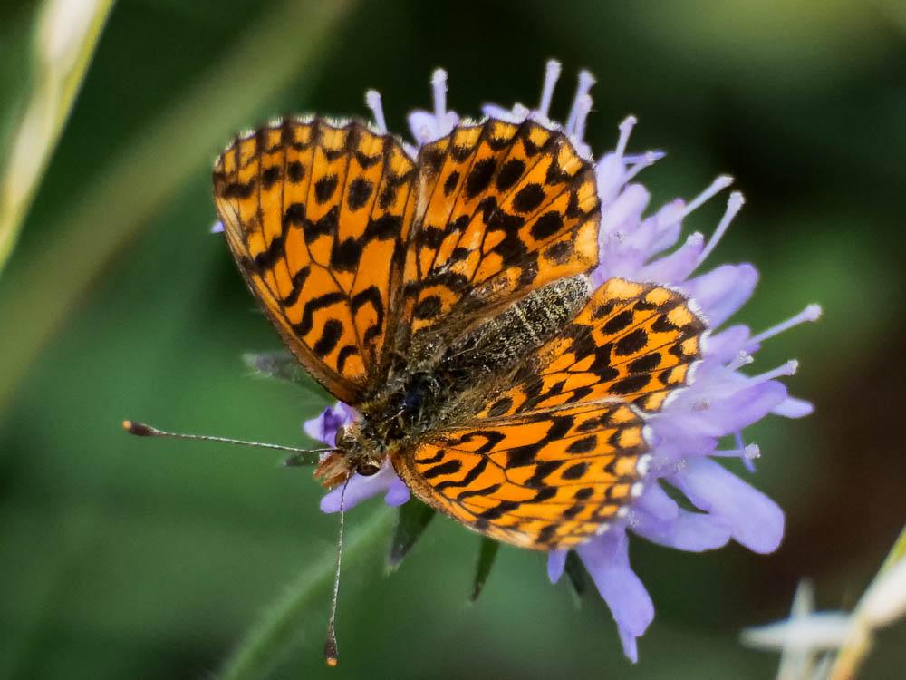 Petite Violette (La), Nacré violet (Le) Boloria dia (Linnaeus, 1767)