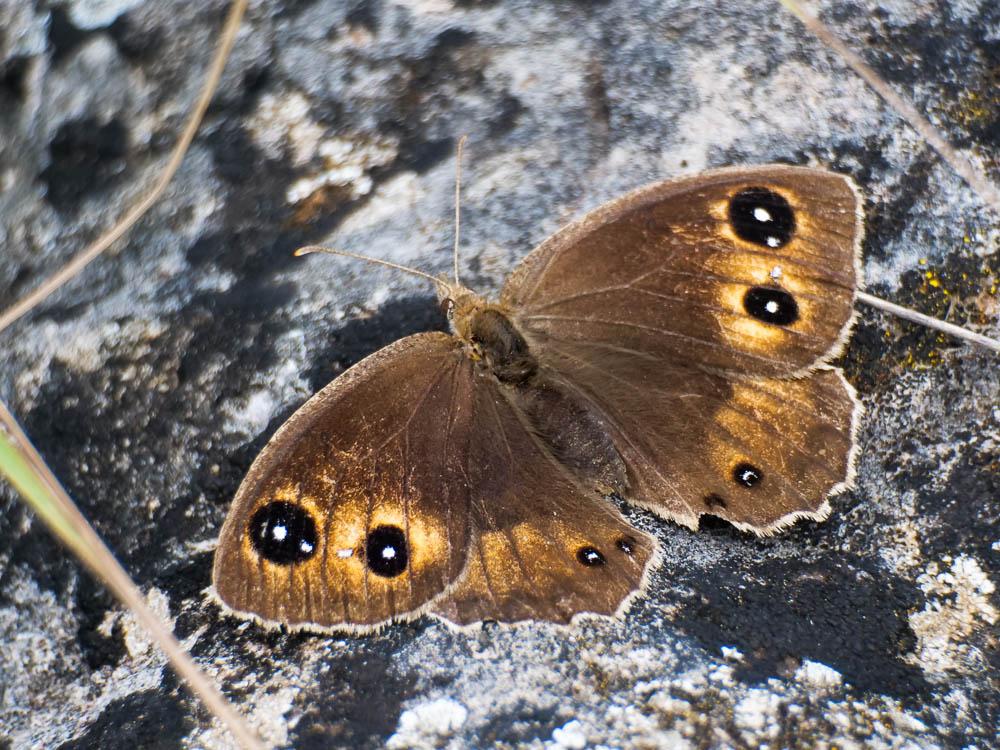 Grande Coronide (La), Pupillé (Le), Semi-Actéon (L Satyrus ferula (Fabricius, 1793)