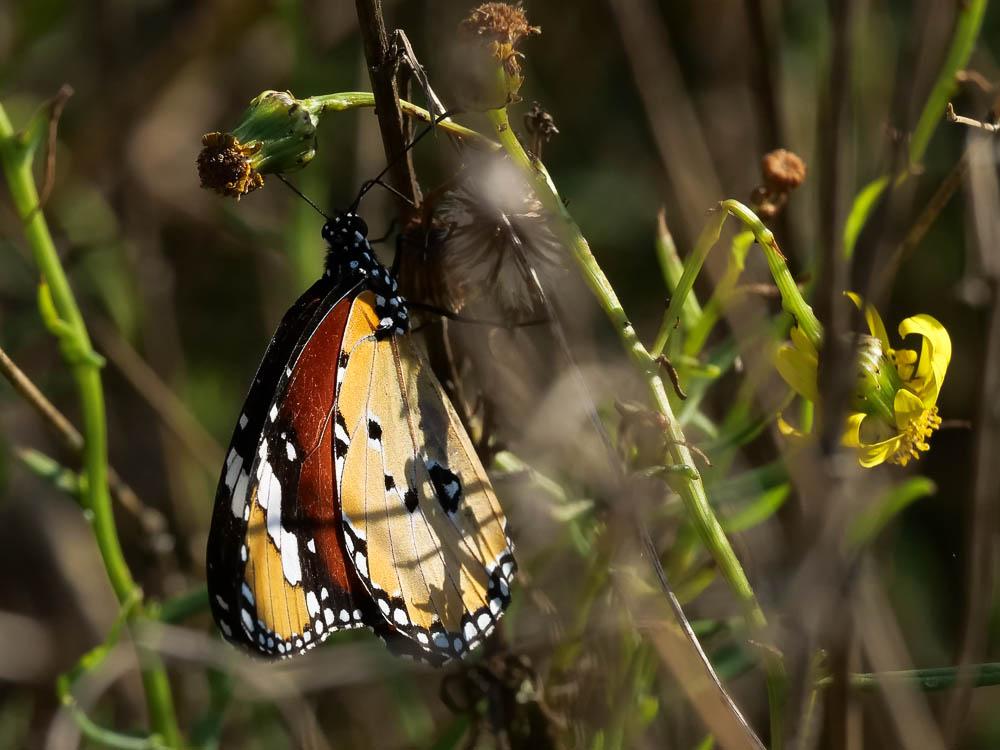Le Petit Monarque (Le) Danaus chrysippus (Linnaeus, 1758)