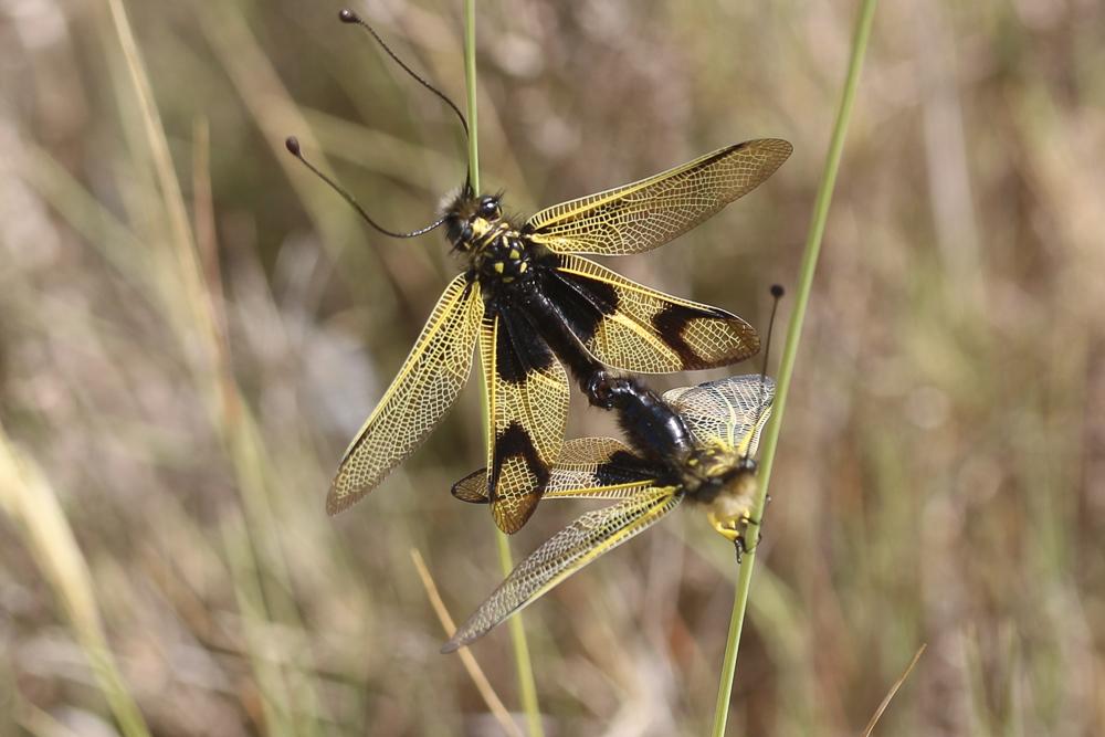 Ascalaphe ambré Libelloides longicornis (Linnaeus, 1764)