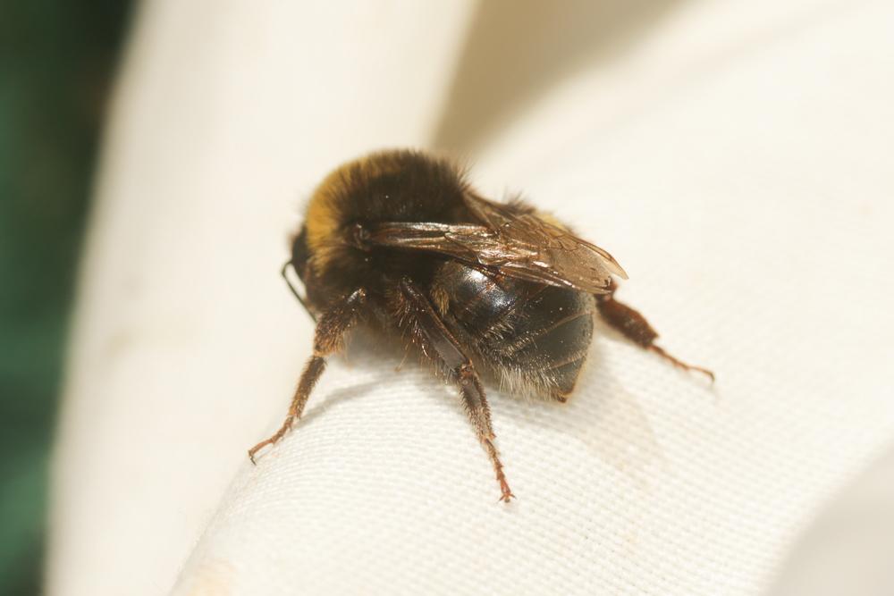 Bourdon terrestre (Le) Bombus terrestris (Linnaeus, 1758)