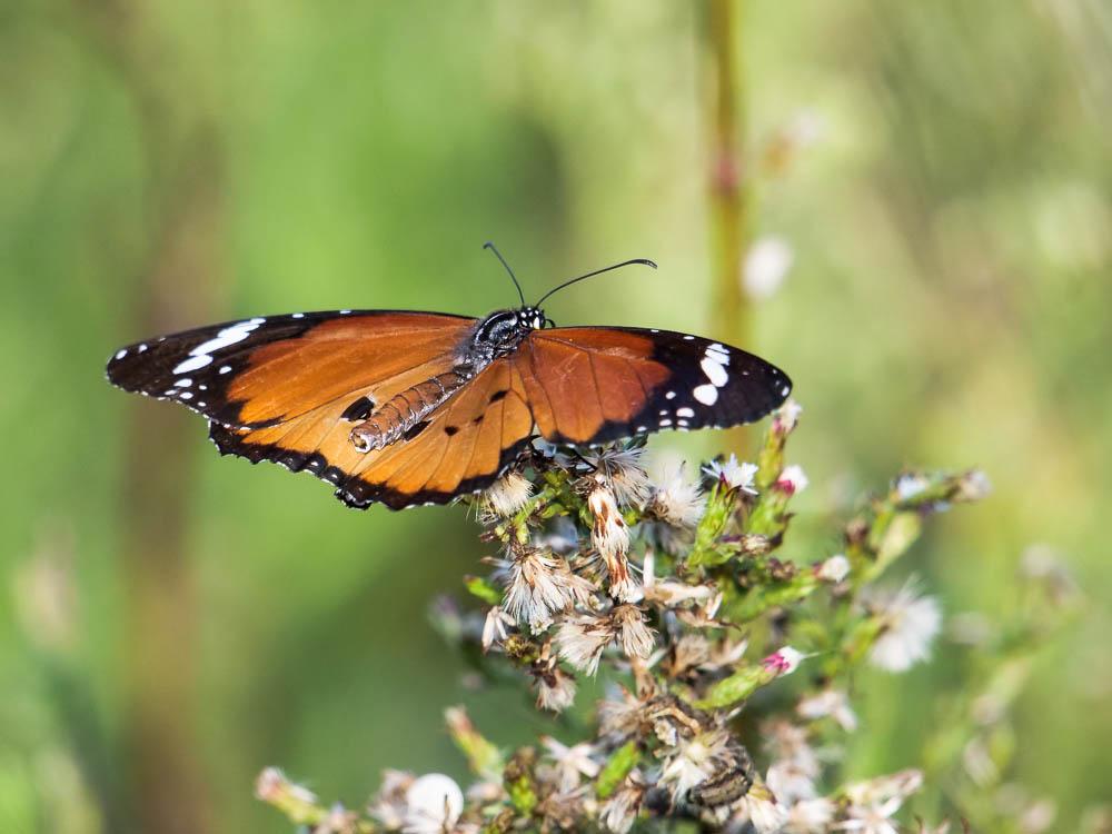 Petit Monarque (Le) Danaus chrysippus (Linnaeus, 1758)