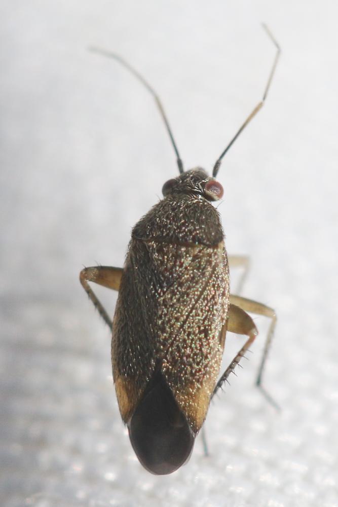  Lepidargyrus ancorifer (Fieber, 1858)