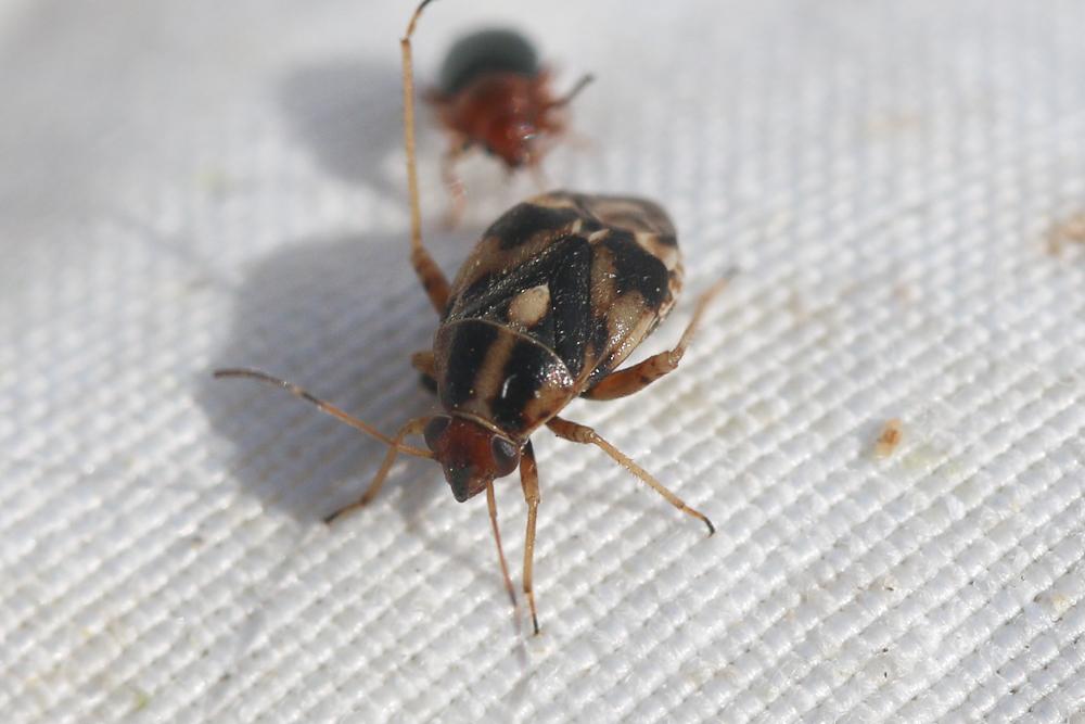 Cyphodema instabilis (Lucas, 1849)