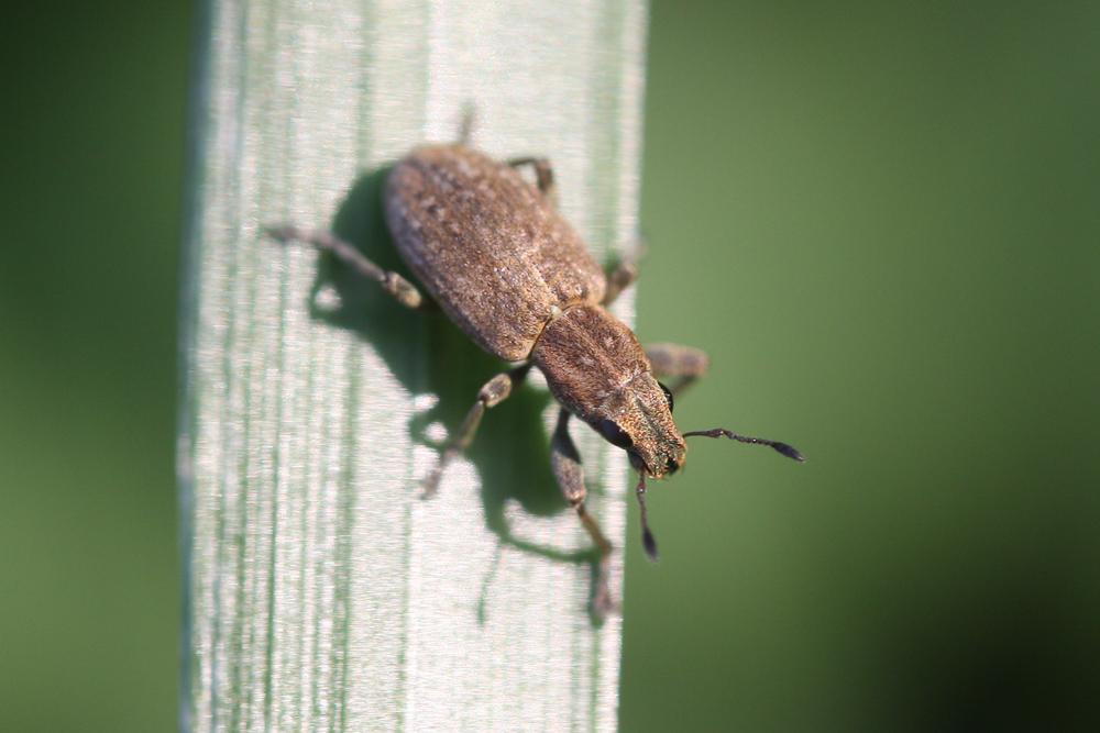  Sitona obsoletus (Gmelin, 1790)