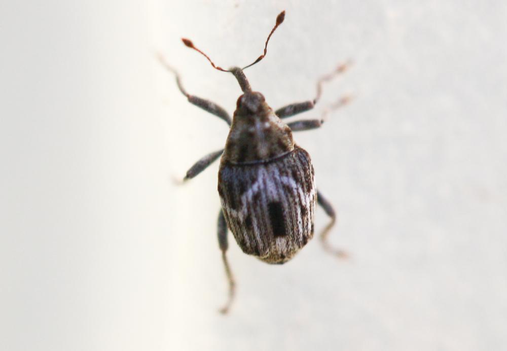  Microplontus molitor (Gyllenhal, 1837)
