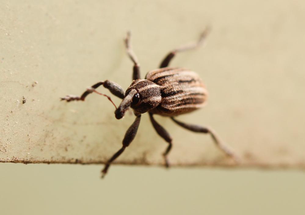  Hypera arator (Linnaeus, 1758)