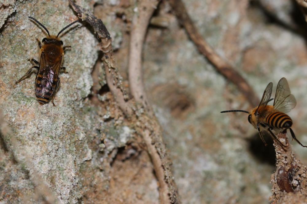 Collète du lierre Colletes hederae Schmidt & Westrich, 1993