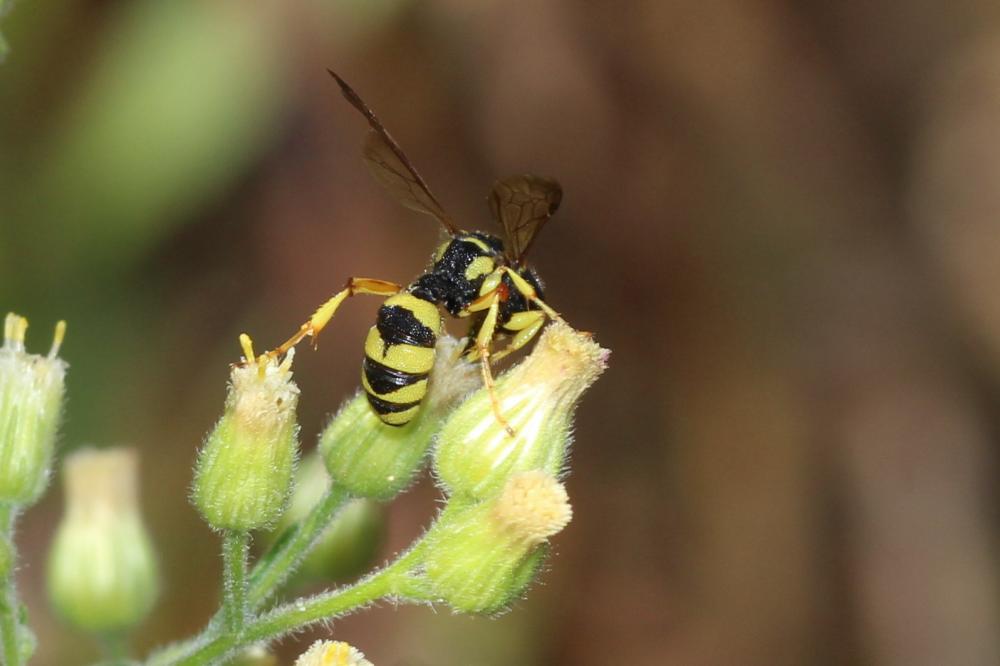 Cerceris sabulosa (Panzer, 1799)
