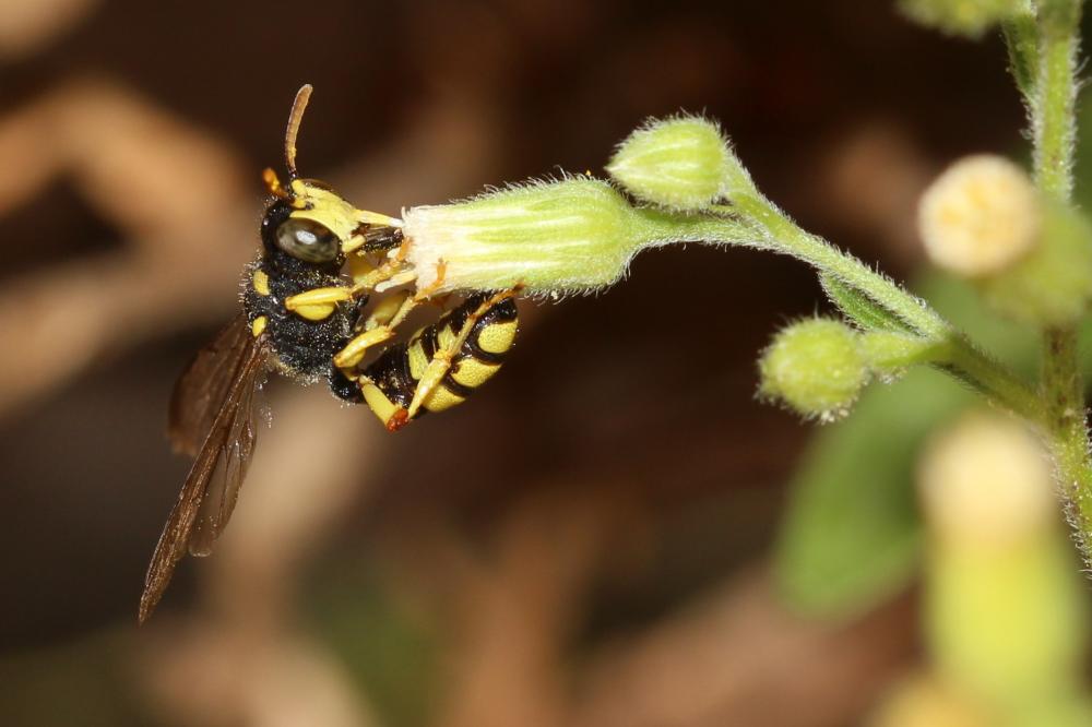 Cerceris sabulosa (Panzer, 1799)