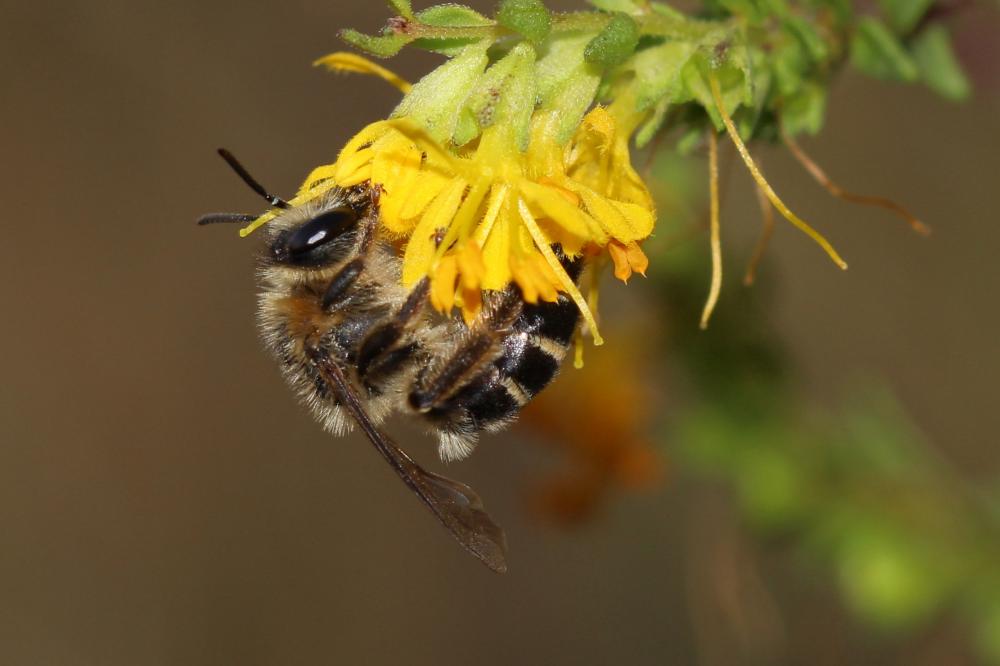  Colletes Latreille, 1802