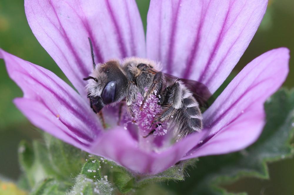 Hoplitis cristatula (van der Zanden, 1990)