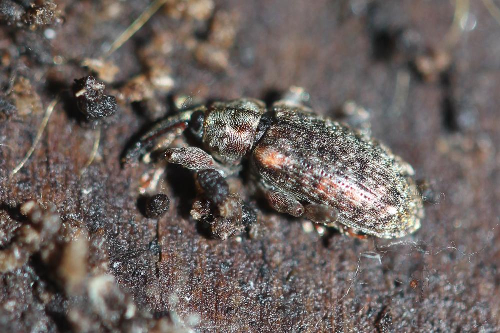 Dorytomus dejeani Faust, 1883