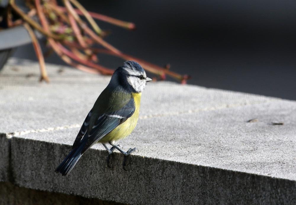 Mésange bleue Cyanistes caeruleus (Linnaeus, 1758)