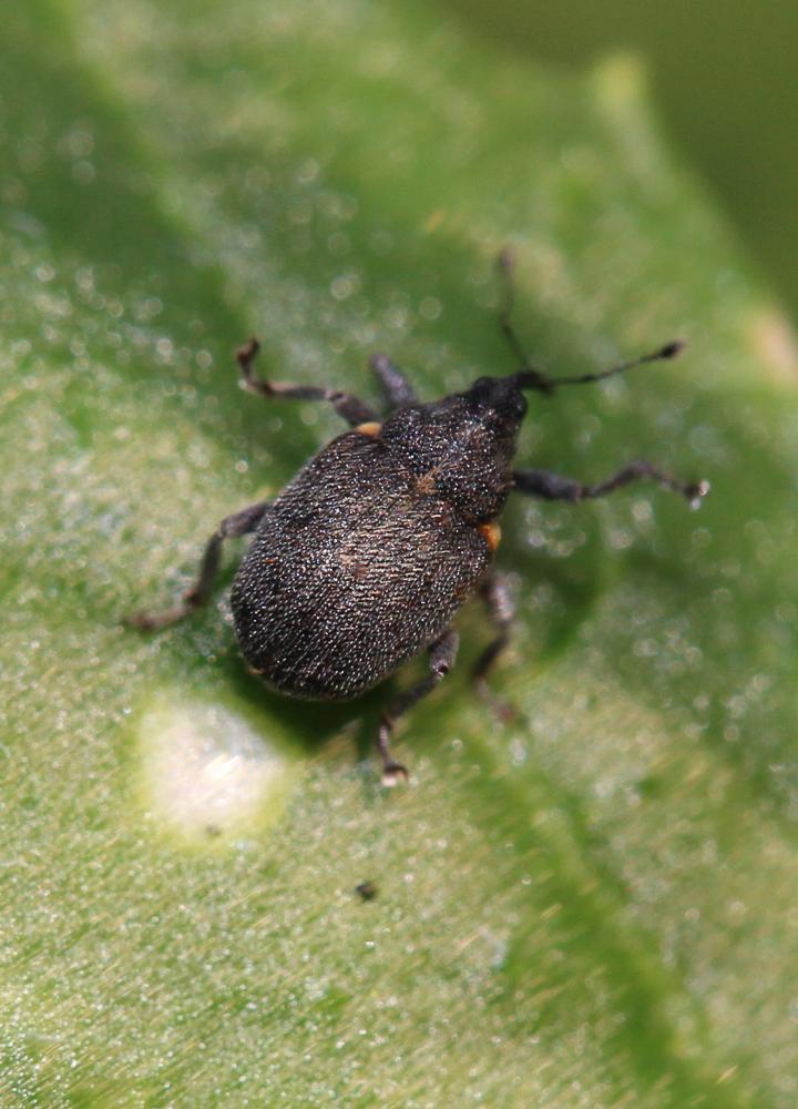  Ceutorhynchus assimilis (Paykull, 1792)