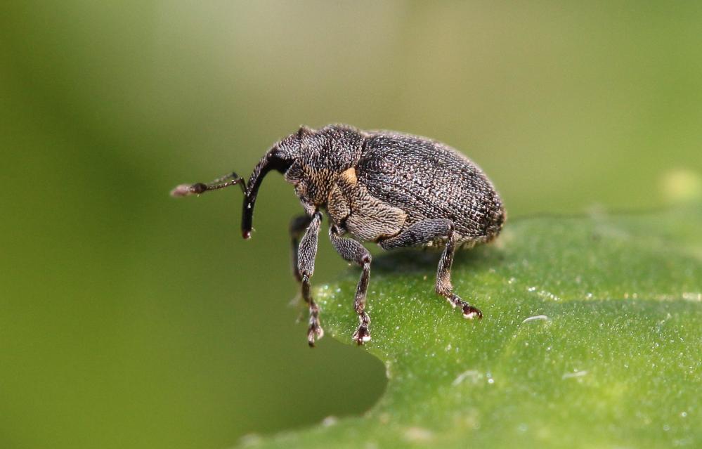 Ceutorhynchus assimilis (Paykull, 1792)