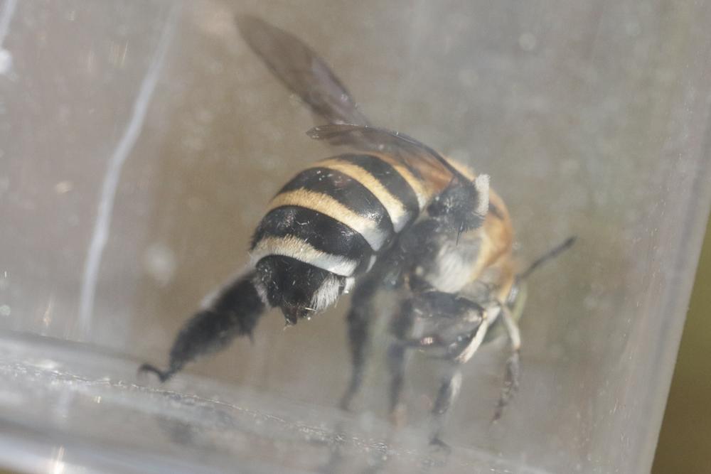 Amégille à quatre bandes Amegilla quadrifasciata (Villers, 1789)