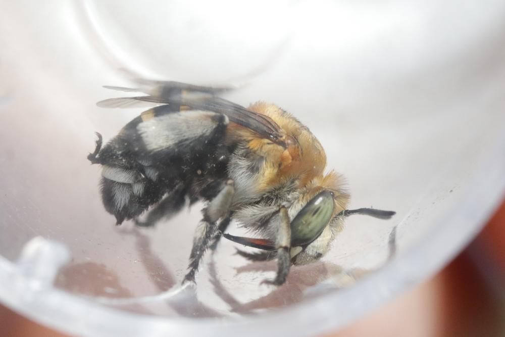 Amégille à quatre bandes Amegilla quadrifasciata (Villers, 1789)