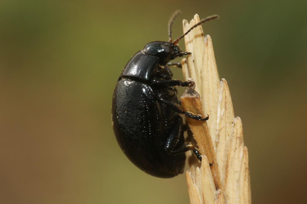 Chrysomèle violette Chrysolina haemoptera (Linnaeus, 1758)