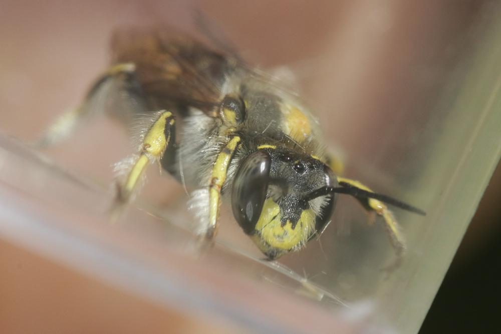 Abeille cotonnière, Anthidie cotonnière Anthidium manicatum (Linnaeus, 1758)