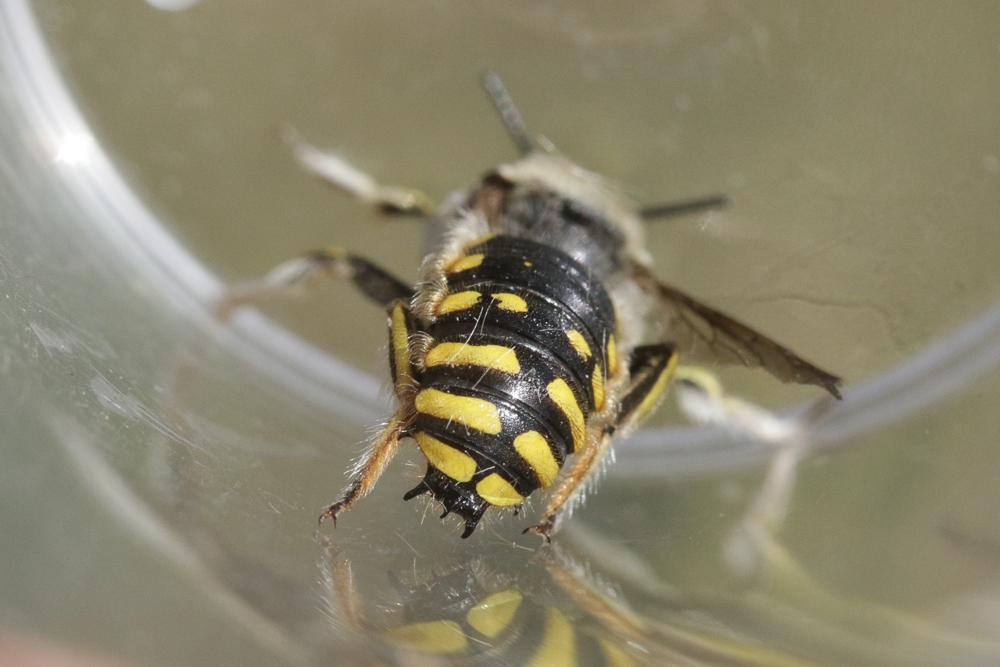 Abeille cotonnière, Anthidie cotonnière Anthidium manicatum (Linnaeus, 1758)