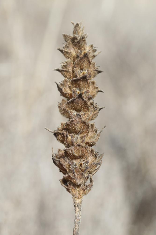 Bellardie, Bartsie trixago, Bellardie Germandrée Bartsia trixago L., 1753