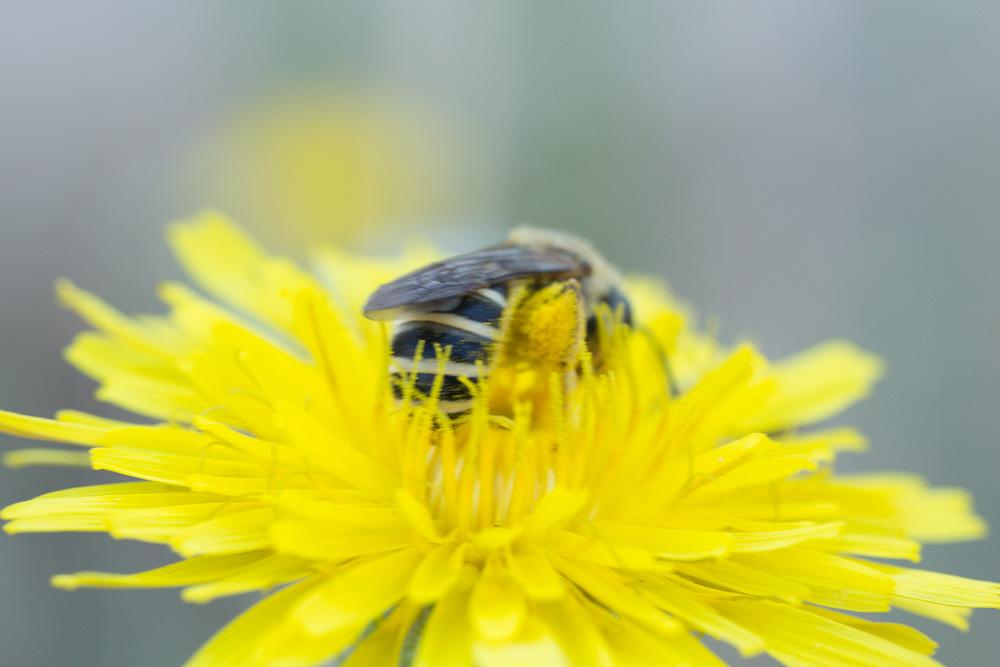 Le  sp. Halictus Latreille, 1804 sp.