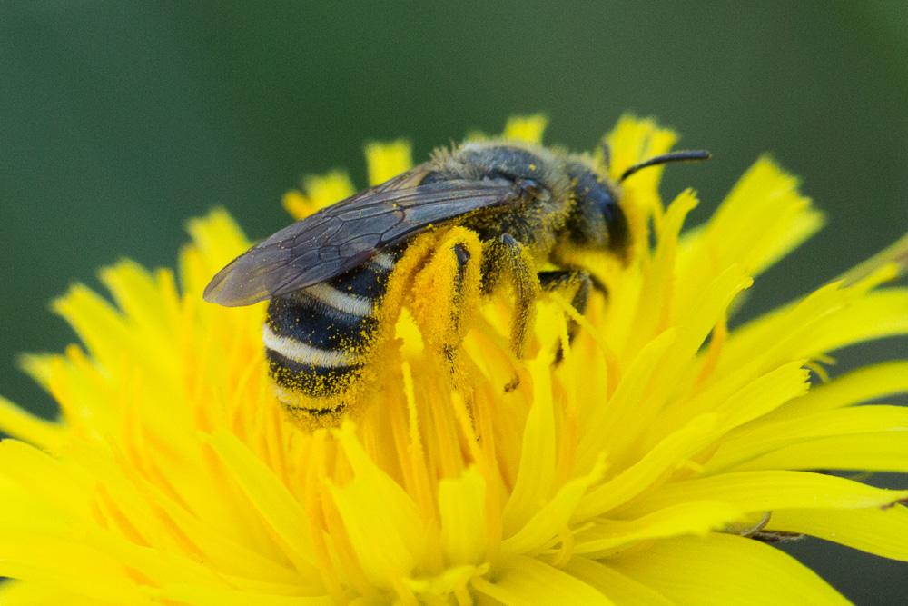 Halictus scabiosae (Rossi, 1790)