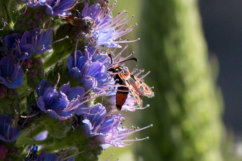 Zygène de la Petite coronille (La) Zygaena fausta (Linnaeus, 1767)