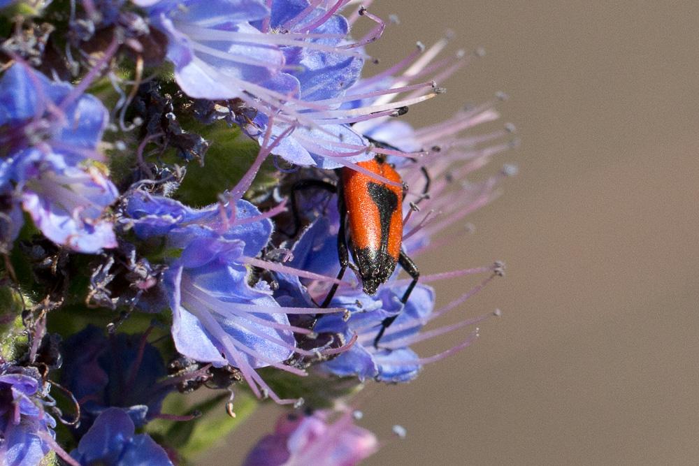 Stictoleptura cordigera (Fuessly, 1775)