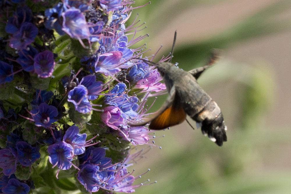 Moro-Sphinx (Le), Sphinx du Caille-Lait (Le) Macroglossum stellatarum (Linnaeus, 1758)